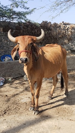 હોડકી વેચવાની છે વ્યાના ઉપર છે.