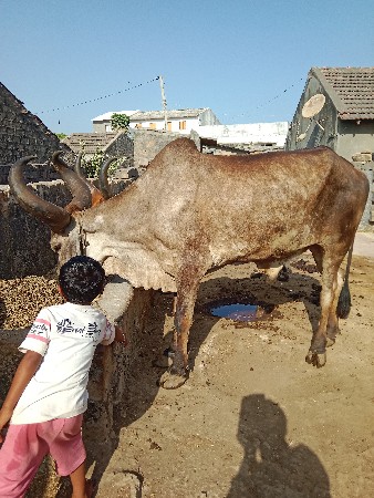 બળદ વેચવા ના છે.