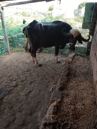 ભેસ વેચવાની છે