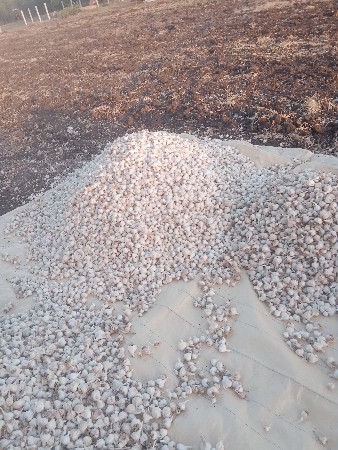 લસણ  રાજા પૂરી ઓરીજનલ