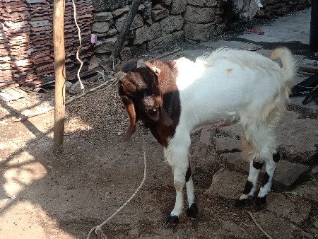 थंबनेल 3