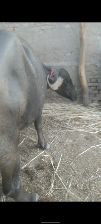 ખડાઈ વેચવાની છે