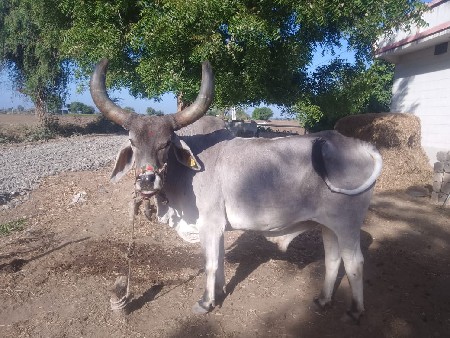 બળદ વેસવાનો સે