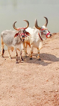 થંબનેલ 3