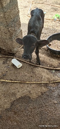 3 જું વેતર વ્યની