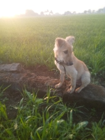 કુતરો સાદો જોય દેસી