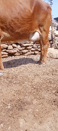 थंबनेल 3