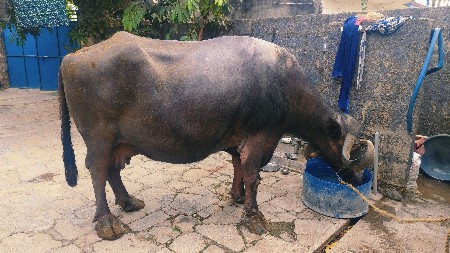 થંબનેલ 2