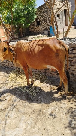 ગાય વેચવાની છે