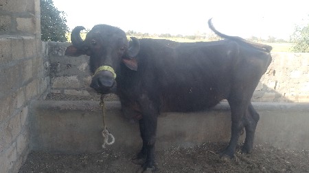 थंबनेल 2