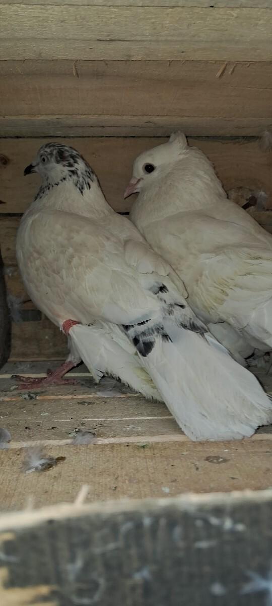 કબૂતર વેચવાના છે