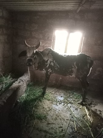 ગાય વેચવાની છે.