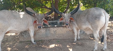 બળદ વેચવાના છે