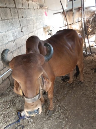 ગીર ગાય વેચવાની છે