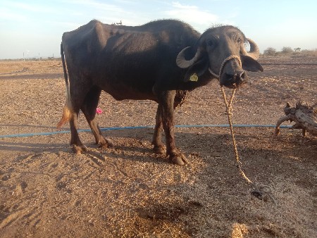 थंबनेल 3