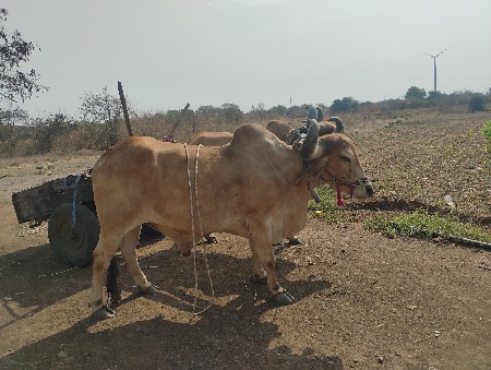 સાવસોજાછેગમેતાહાકીલેવાના