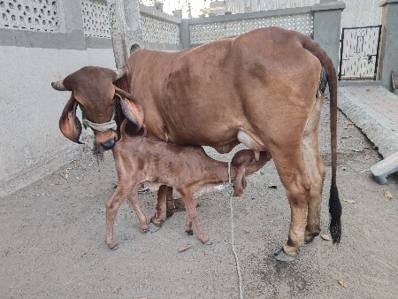 પેલું વેતર