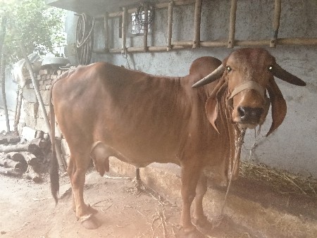 ગાય વેચવાની છે