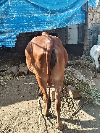 ગાય વેચવાની છે