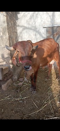 थंबनेल 3