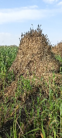 નીરણ વેચવા ની છે