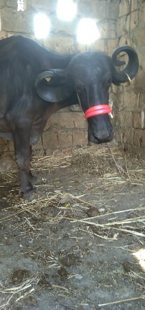 , ભેશ વેચવાની છૅ