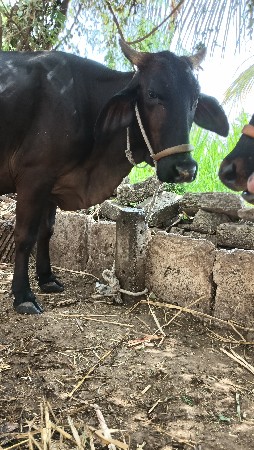 ગીર ક્રોસ હોડકી