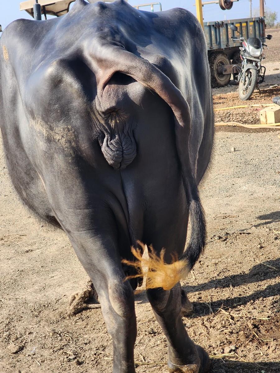 ભેંસ વેચવાની છે