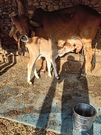 4 ગાય વેસવાની સે