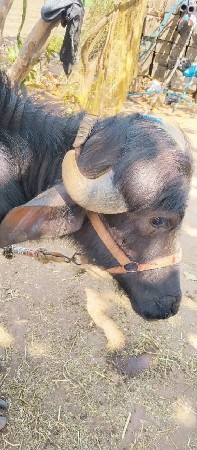 સોલંકી સાગર