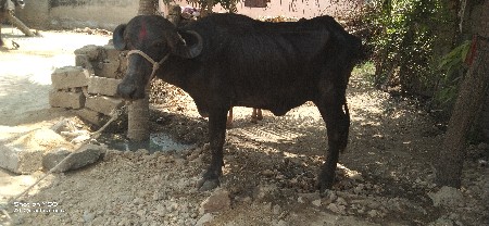 khadeli vechavani chhe