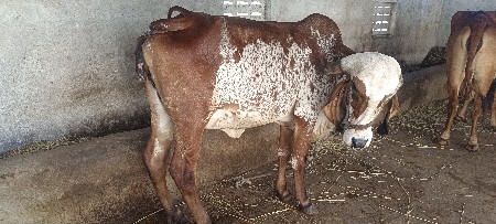 ગઈ વેશવા ની છે