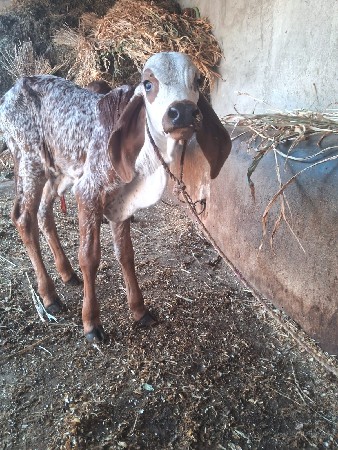 थंबनेल 3