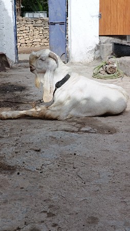 બકરો વેચવાનો છે