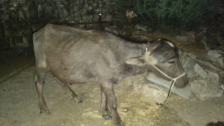 થંબનેલ 3