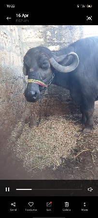 દેવાભાઈ સિધલ