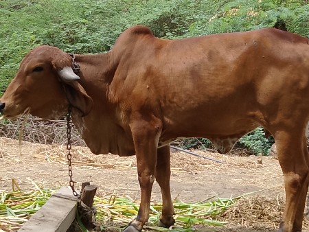 थंबनेल 2