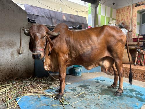 ગીર ગાય વેચવાની છે