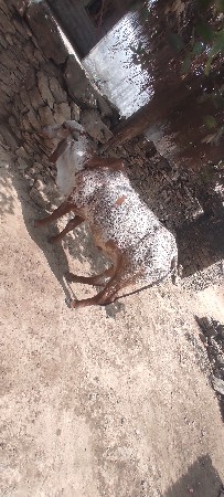 थंबनेल 3