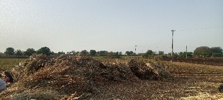 બાજરા ના પુરા વેચવા ના છે