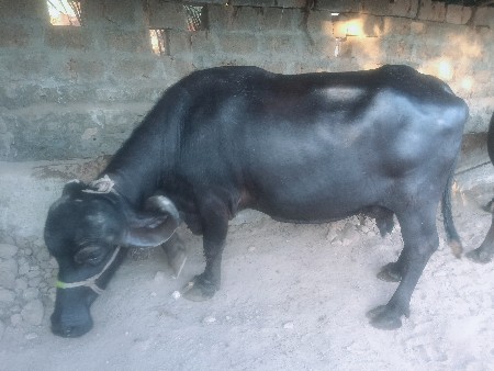 थंबनेल 2