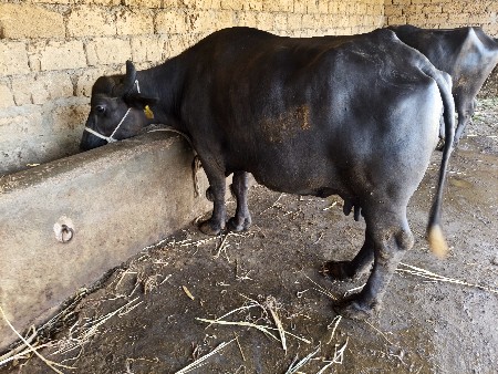 थंबनेल 2