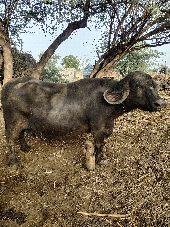 ભેંસ વેચવાની છે