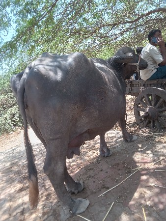 ભેંસ વેચવાની છે