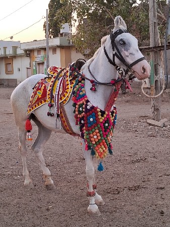 થંબનેલ 2