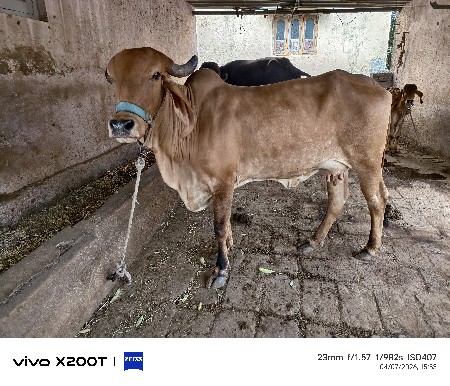 ગાય વેચવાની છે