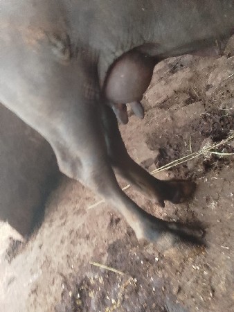 थंबनेल 3