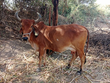 ગાય વેચવાની છે