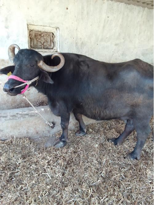 थंबनेल 2