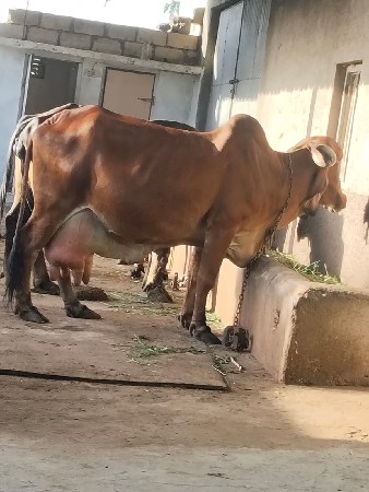 थंबनेल 3